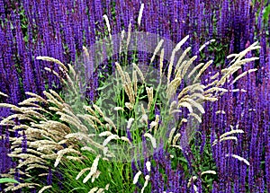 Melica ciliata, the hairy melic or silky spike melic, is a species of perennial bunchgrass native to Europe