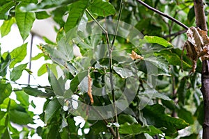 Melicoccus bijugatus honeyfruit tree sapindaceae from sout america