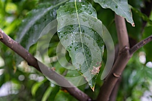 Melicoccus bijugatus honeyfruit tree sapindaceae from sout america