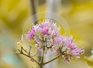 Melicope elleryana Pink Flowered Doughwood or Evodia