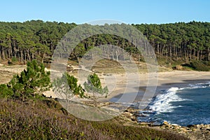 Melide beach surrounded by a pine forest in Home Cape natural zone at sunset in Rias Baixas. Pontevedra, Galicia, Spain