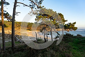 Melide beach surrounded by a pine forest in Home Cape natural zone at sunset in Rias Baixas. Pontevedra, Galicia, Spain