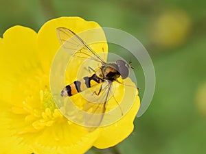 Meligramma cincta black and yellow hoverfly in buttercup flower