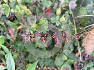 Melihat plant data bank