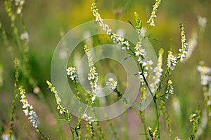 Melilotus albus, also called Trigonella alba