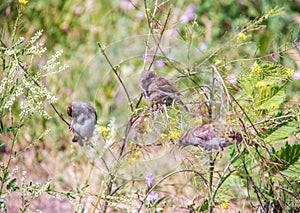 Melilotus albus Medik. Sparrows in the thickets of sweet clover on the Bank of the Kotorosl in Yaroslavl