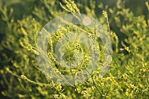 Melilotus officinalis or sweet yellow clover flowers in meadow selective focus image