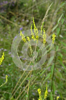 Melilotus officinalis Yellow Sweet Clower