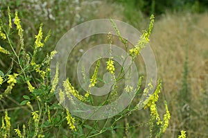 Melilotus officinalis Yellow Sweet Clower