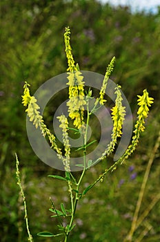 Melilotus officinalis Yellow Sweet Clower