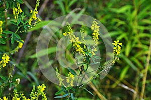 Melilotus officinalis Yellow Sweet Clower
