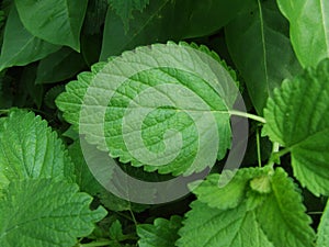 Melisa leaf photo