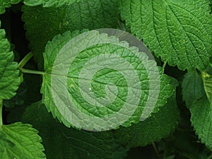 Melisa leaf photo