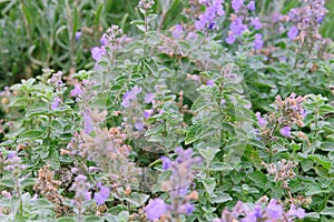 Melissa grown in a rustic farm garden. Melissa flowers in farming and harvesting.