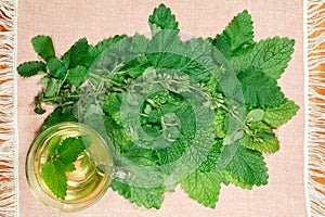 Melissa. Herb for use in alternative medicine, phytotherapy photo