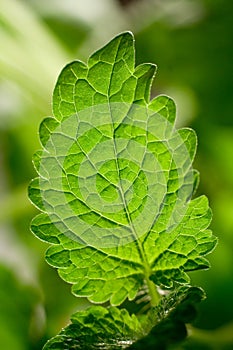 Melissa leaf