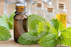 Melissa lemon balm essential oil with fresh melissa leaves