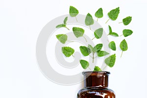 Melissa lemon balm fresh leaves with essential oil bottle on white background