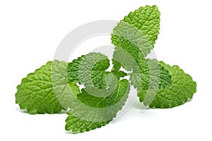 Melissa, lemon balm on white background