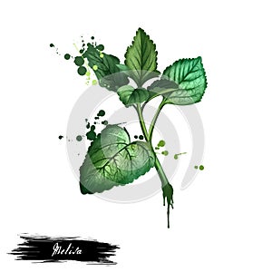 Melissa. Meliza officinalis. Digital art