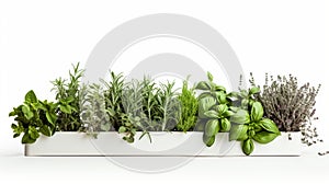 Melissa, mint, thyme, basil, and parsley are all green, scented fresh herbs against a white background. Plant-based