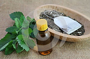 Melissa officinalis essence and dry herb photo