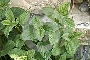 Melissa officinalis leaves