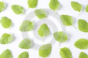 Melissa Officinalis Leaves