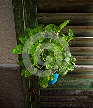 Melissa officinalis plant in a blue pot