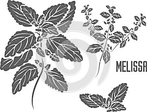 Melissa officinalis vector illustration