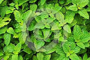 melissa plant texture