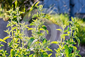 Melissa plants, Lamiaceae. Bright colors, close-up. Leaves and stems. Home gardening