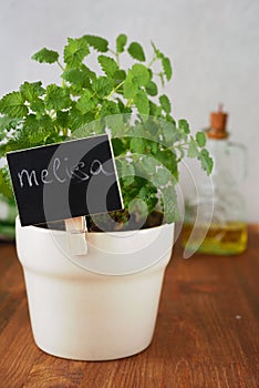 Melissa in a pot