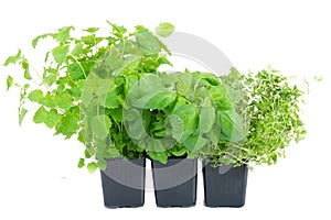 Melissa, thyme and basil in a pot