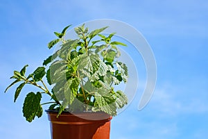 Melisse plant with sky