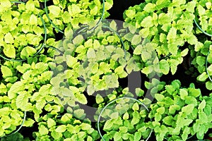 Melisse plant texture