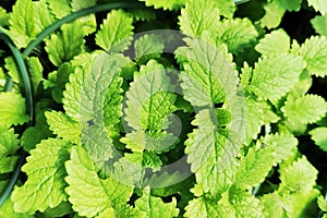 Melisse plant texture