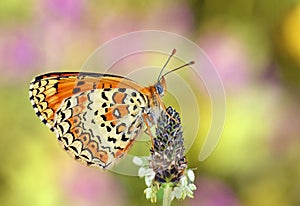 Melitaea arduinna, The Freyer`s fritillary butterfly , butterflies of Iran