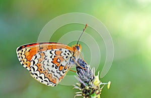 Melitaea arduinna , The Freyer`s fritillary butterfly , butterflies of Iran photo