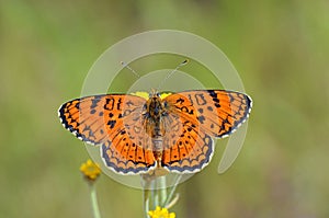 Melitaea arduinna , Freyer`s fritillary butterfly on flower photo