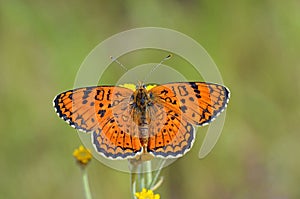 Melitaea arduinna , Freyer`s fritillary butterfly on flower photo