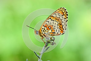 Melitaea arduinna, The Freyer`s fritillary butterfly photo