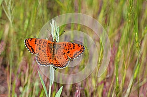 Melitaea arduinna , Freyer`s fritillary butterfly in grasses photo