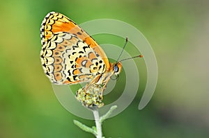 Melitaea arduinna , The Freyer`s fritillary butterfly in green background , butterflies of Iran