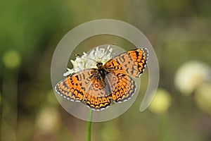Melitaea arduinna , Freyer`s fritillary butterfly photo