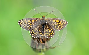 Melitaea athalia - britomartis, heath fritillary photo