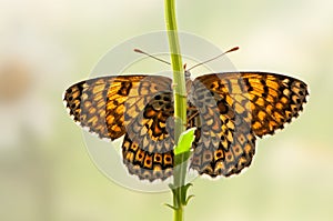 Melitaea butterfly on a yellow flower in the morning dries its wings from dew