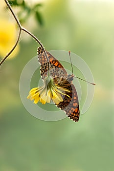 Melitaea butterfly on a yellow flower in the morning dries its wings from dew