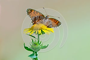Melitaea butterfly on a yellow flower in the morning dries its wings from dew