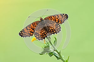 Melitaea butterfly on a yellow flower in the morning dries its wings from dew